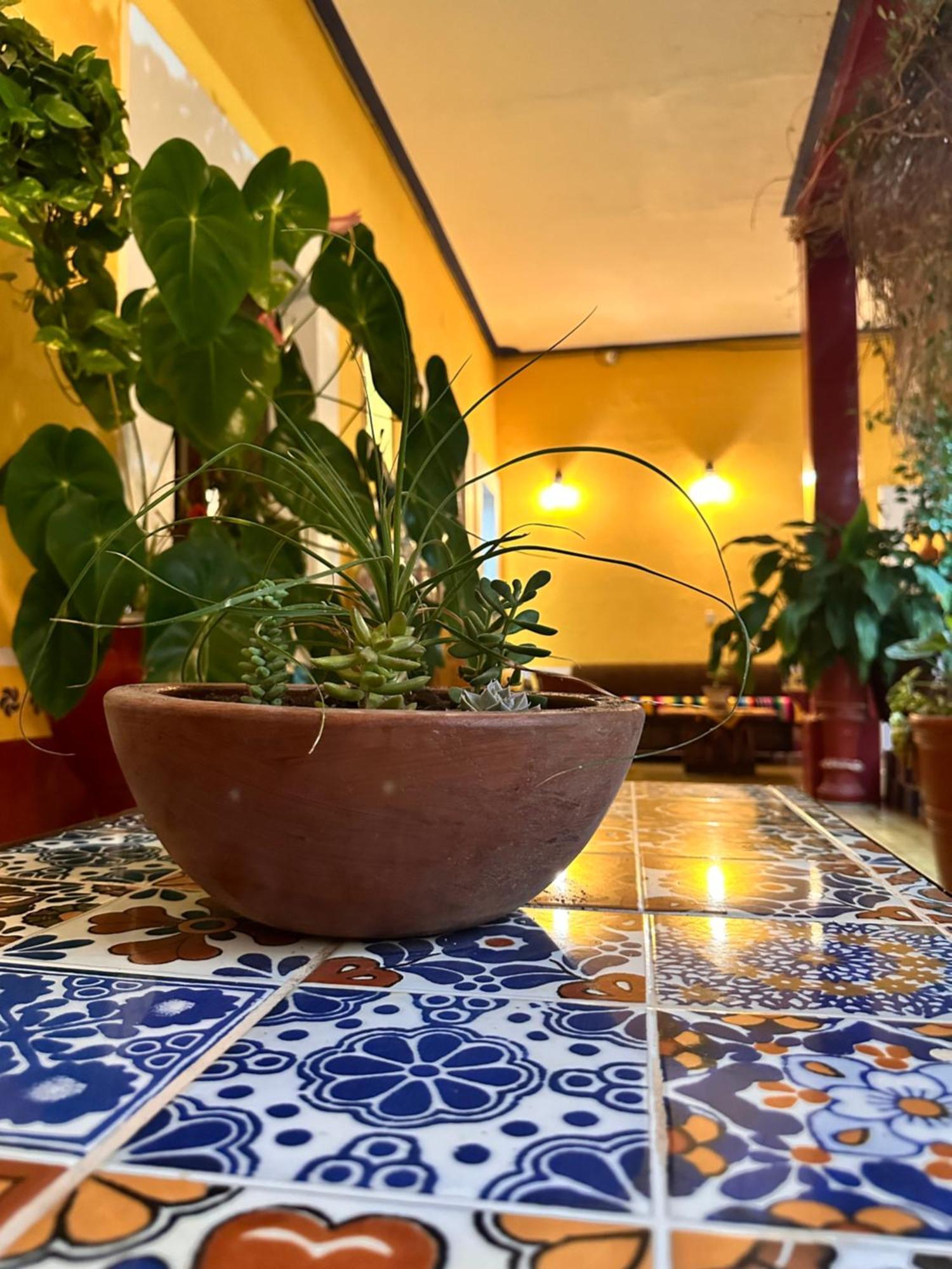 Copa De Oro Hotel Boutique Mascota Ngoại thất bức ảnh